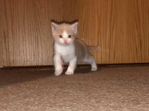 Mainecoon Kittens