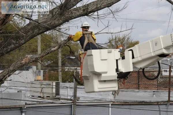 Tree Service Fredericksburg