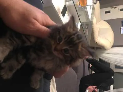 Last Gccf Reg. Maine Coon Girl 4 Sale