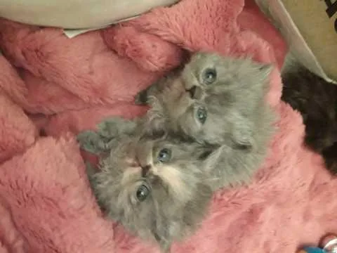 A Unique Persian Cat With Two Different Eye Color