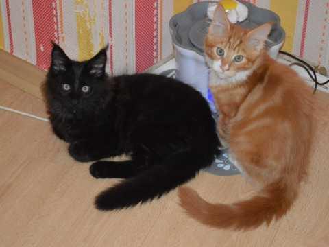 Maine Coon Kittens
