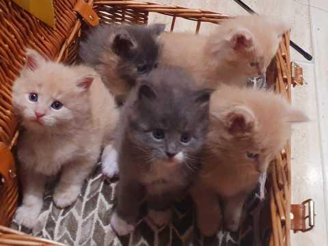 Maine Coon Kittens