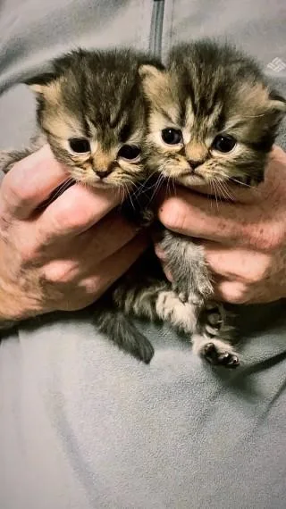 Beautiful Persian X Kittens For Sale