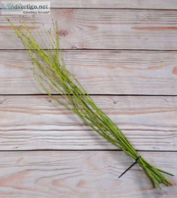 Buy Yellow Twig Dogwood Decorative Accents Online