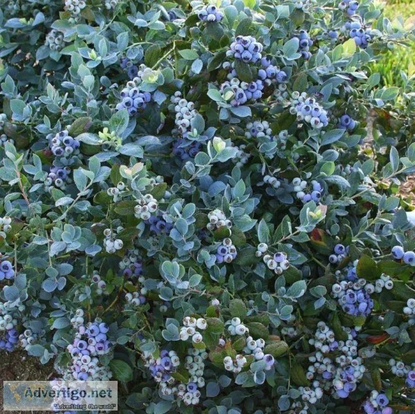 Buy Vaccinium Pink Icing Blueberry Plant - 2 Gallon Pot