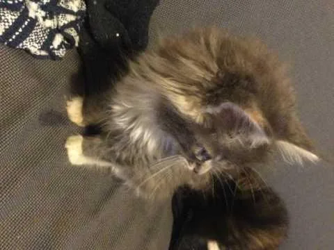 Beautiful Maine Coon Girl For Sale