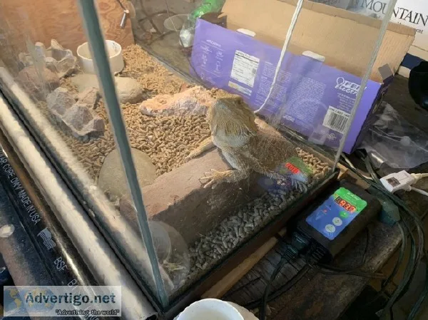Two 1 yo Bearded Dragons w Terrarium