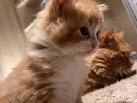 All Reserved Maine Coon Cross Kittens