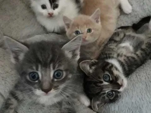 4 Mainecoon Kittens Available