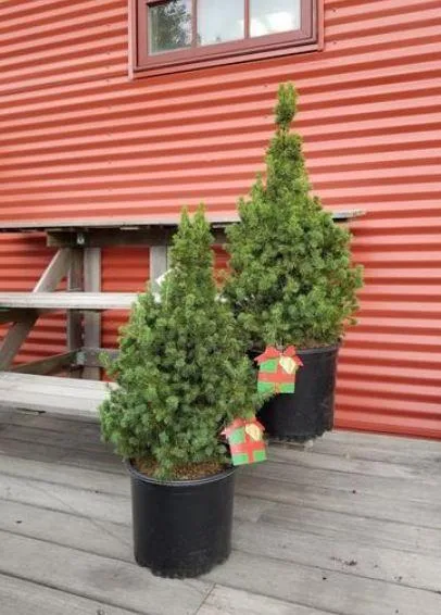 Buy Picea glauca Conica White Spruce Tree - 3 Gallon
