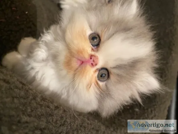 Beautiful Flat Face Persian Fluffy Kittens