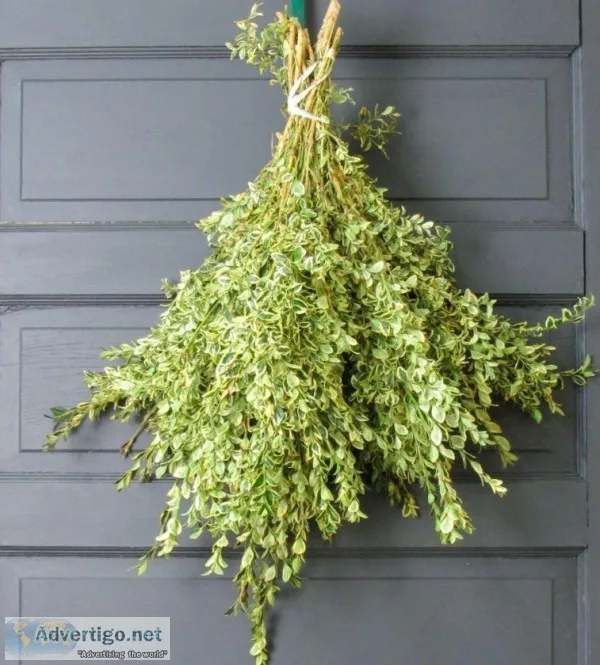 Shop for Variegated Boxwood Bunched Live Greens - 1 Lb