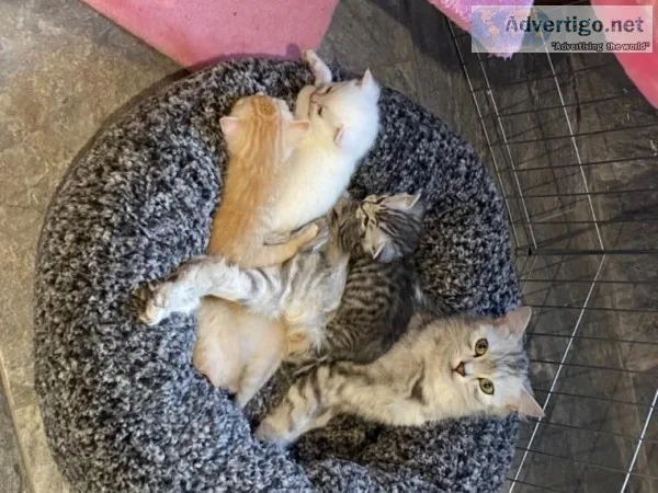 Persian Chinchilla Kittens