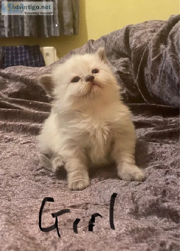 PERSIAN KITTEN