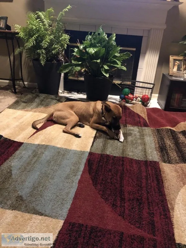 Re home needed Dog