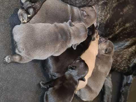 French Bulldog Puppies