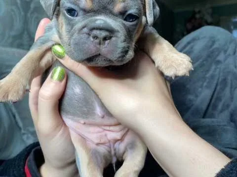 Kc Registered French Bulldog Puppies For Sale