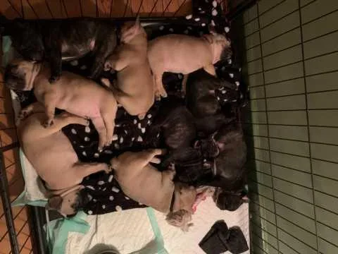 French Bulldogs Forsale
