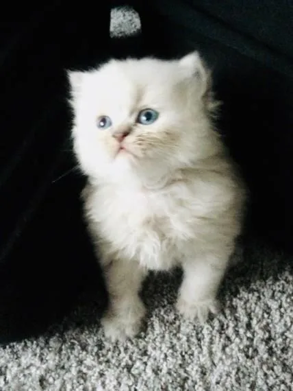Beautiful Persian Kittens