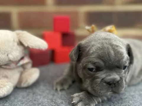 Lovely Male Frenchie