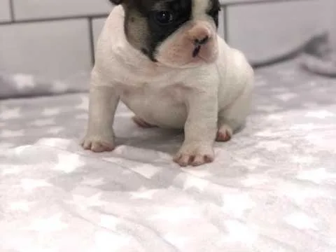 1st Class Puppies