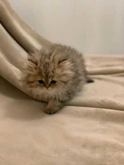 rare Top Pedigree Golden Persian