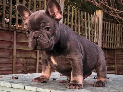 French Bulldog Puppies