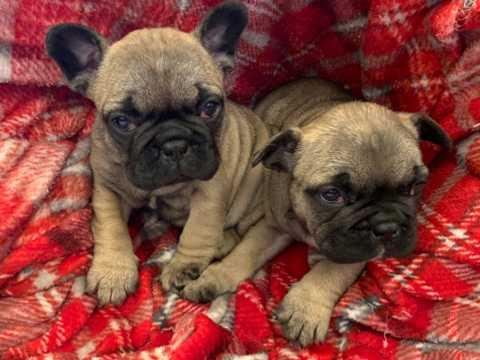 French Bulldog Puppies