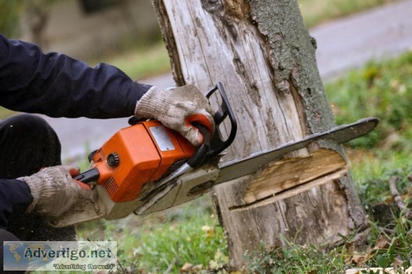 Get the Best Professional Tree Removal Service