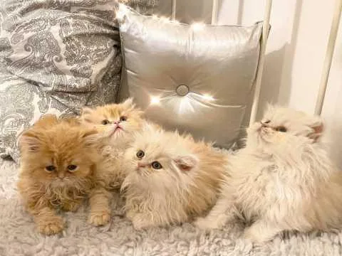 BEAUTIFUL SOLID WHITE BLUE EYED PERSIAN FEMALE KITTEN
