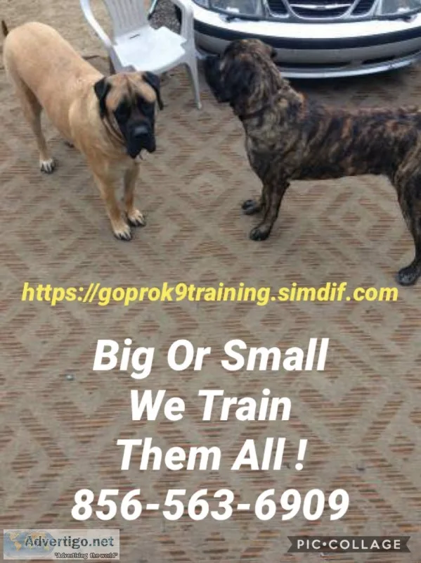 Handling all breed dogs