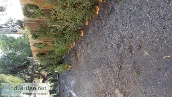 Mini real Christmas trees 15.00 each