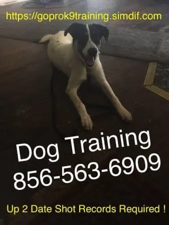 No more out-of-control canine
