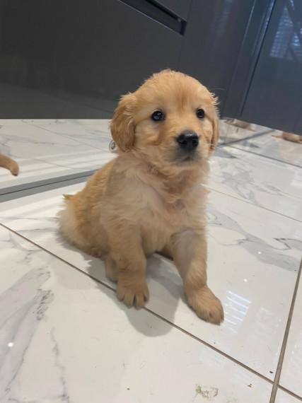 Registered Golden Retriever Puppies