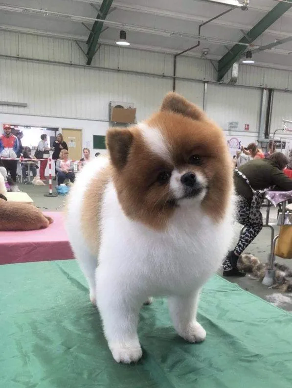 Lovely Pomeranian Puppies for Sale