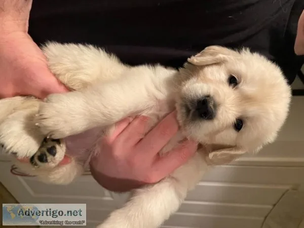 Registered Golden Retriever Puppies