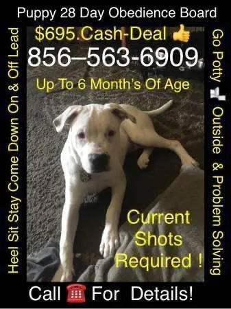 Obedience training puppies or adults