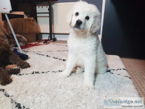 Male and Female Golden Retriever Puppies Available