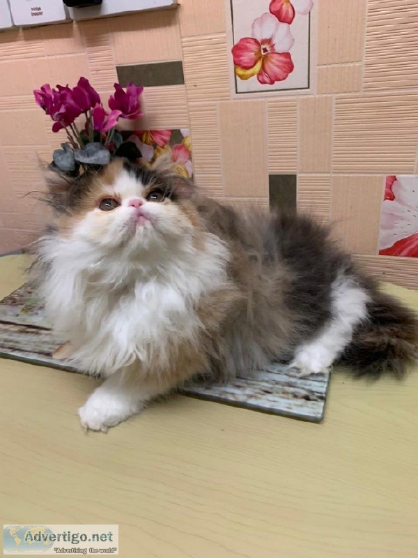 Persian Kittens