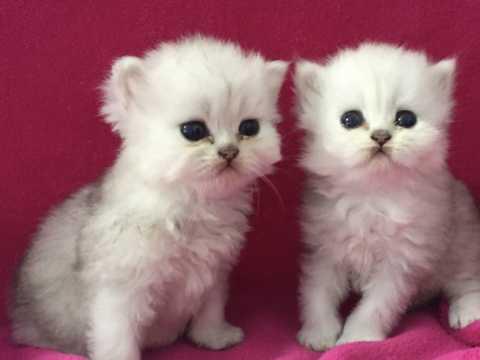 CFA Persian Kittens - Pure Bred - Red Tabby Males