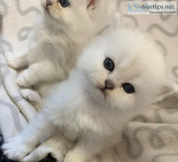 Very beautiful persian kittens looking for new home