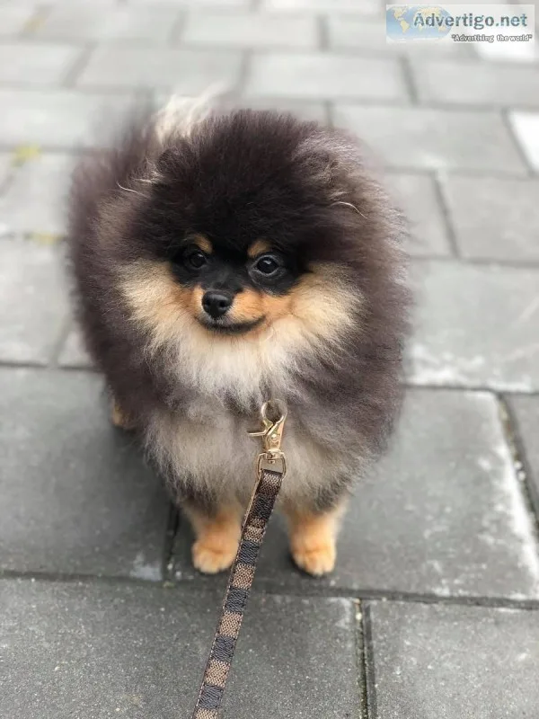 Available Pomeranian
