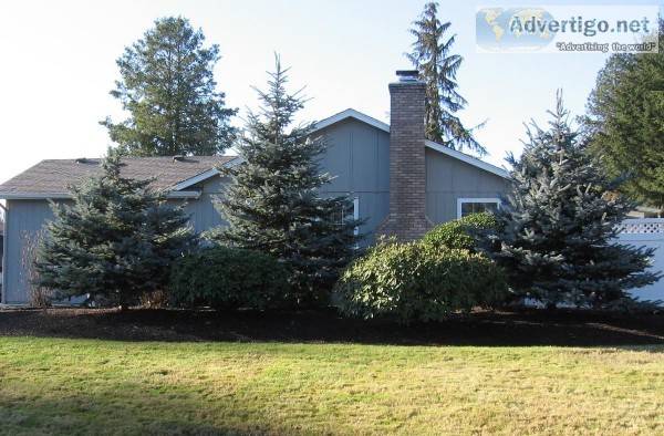 Live Christmas trees for sell. Three blue spruce.