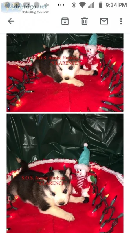 Aluskie pups for rehoming