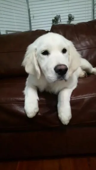 Attractive Golden Retriever Puppies