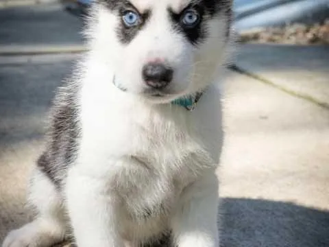 9 week old Huskies for sale