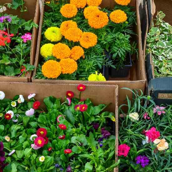 Nursery Port Angeles