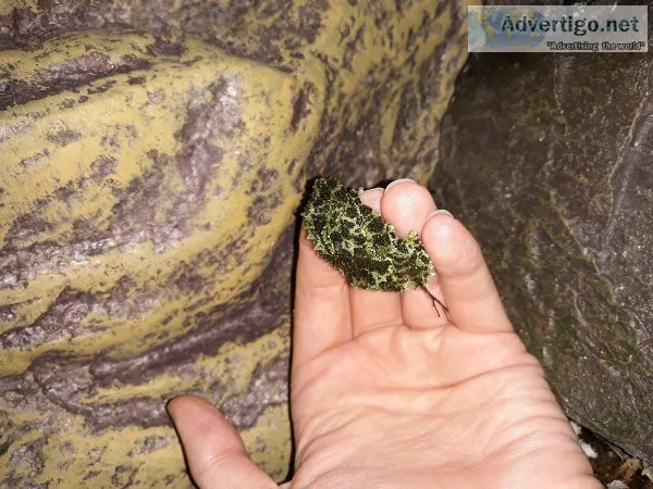 Mossy frog tadpoles