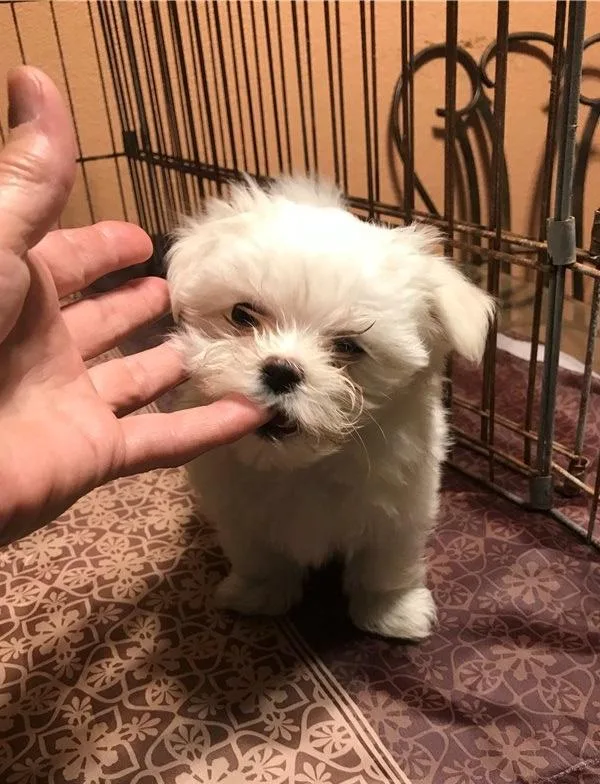 Great Bloodlines Maltese Puppies