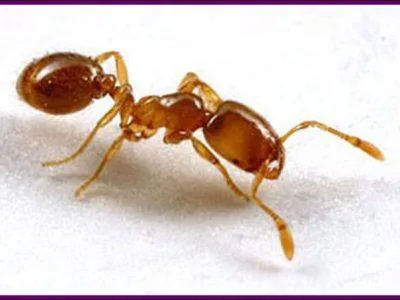 Ant Control Abbotsford